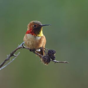 Photowalk - San Joaquin Wildlife Sanctuary