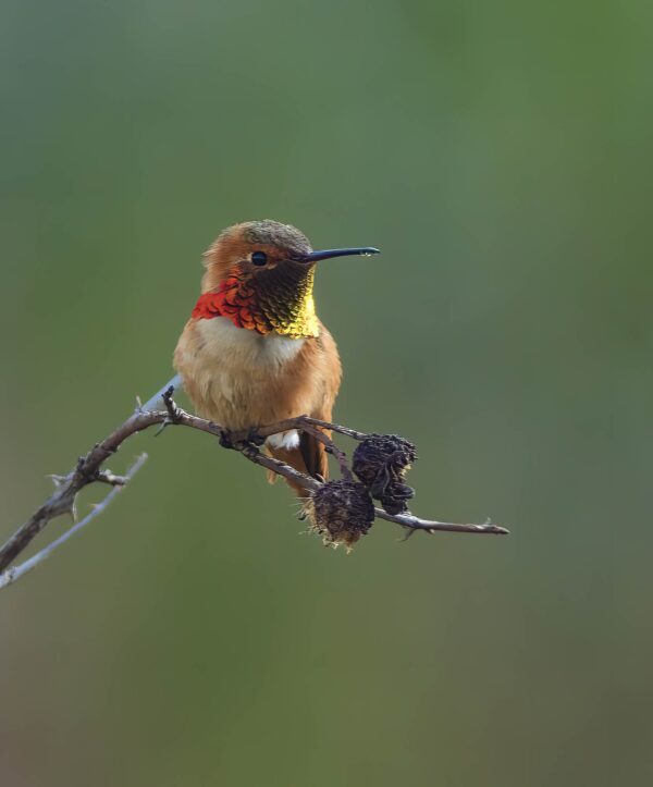 Photowalk - San Joaquin Wildlife Sanctuary