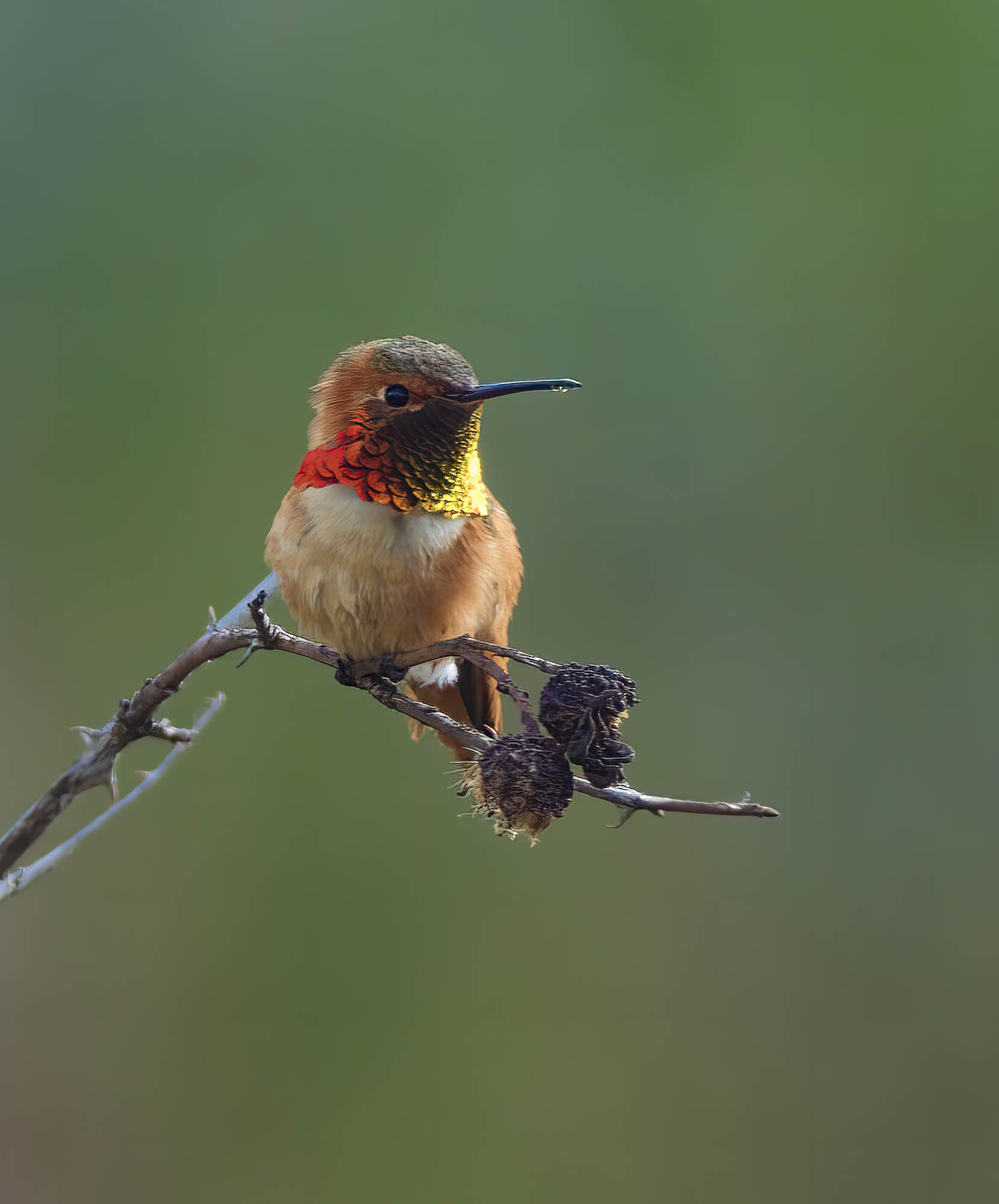 Photowalk - San Joaquin Wildlife Sanctuary