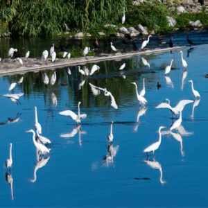 Photowalk - Santa Ana