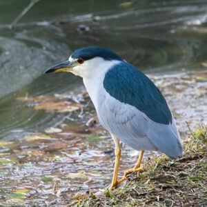 Photowalk - Yorba Linda