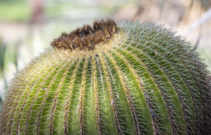 How to Shoot Macro