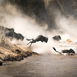 Kenya 2026: 10-Day Migration Safari