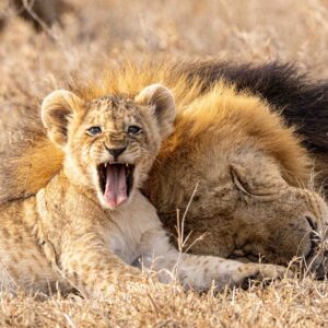 Kenya 2027: 14-Day Birthing Season Safari