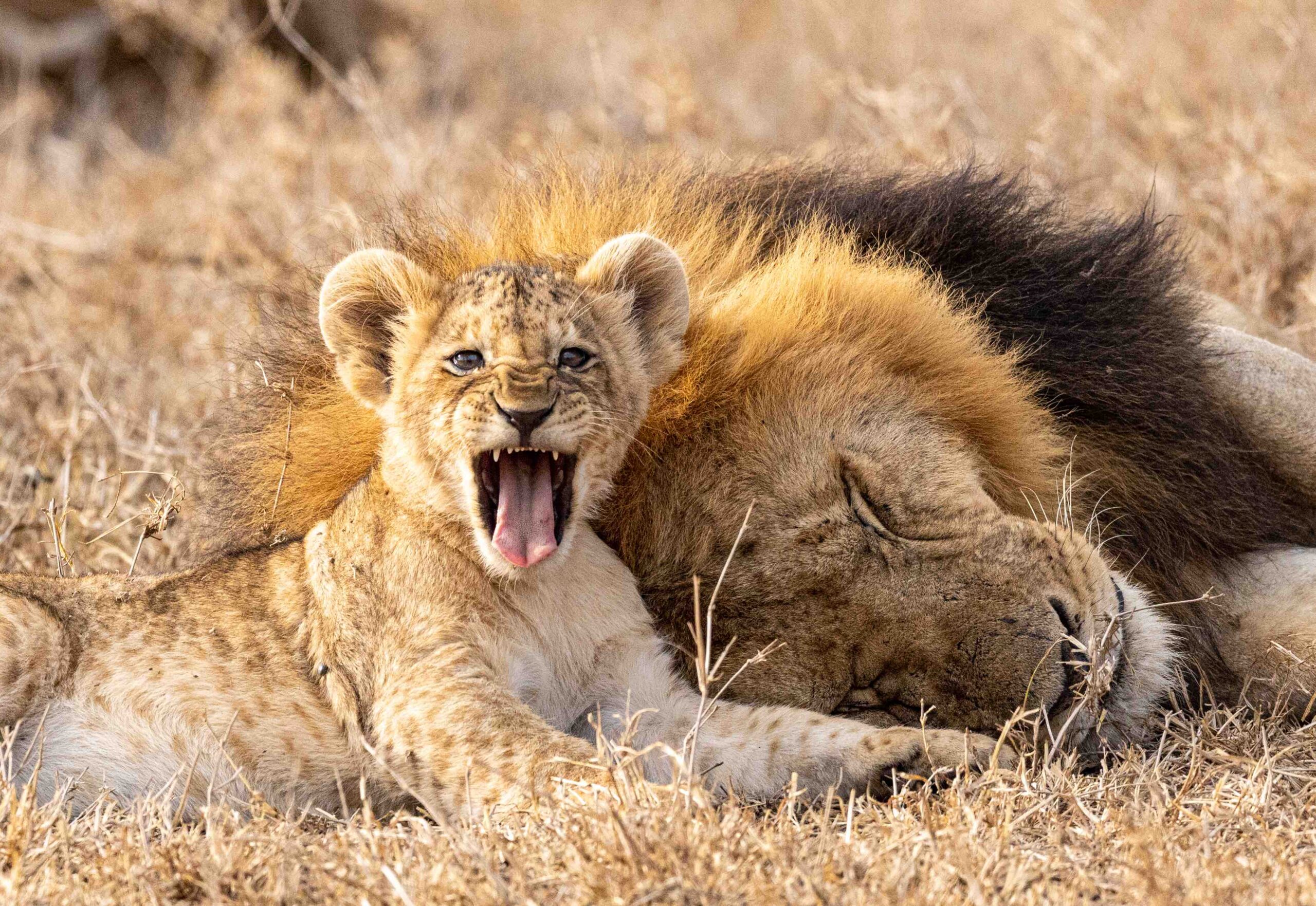 Kenya 2027: 14-Day Birthing Season Safari