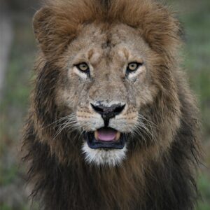 The Best of Kenya 14-Day Photo Safari
