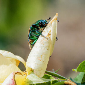 Photowalk - Macro Photography at the Fullerton Arboretum