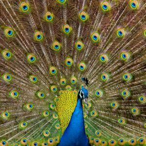 LA Arboretum: Macro & Wildlife Photography Workshop